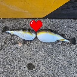 クサフグ
