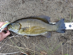 スモールマウスバスの釣果