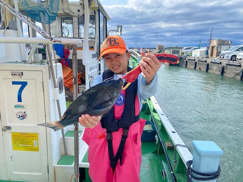 メジナの釣果