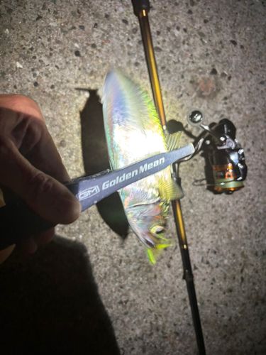 サバの釣果