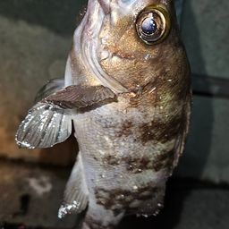メバル