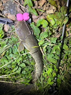 ニホンナマズの釣果