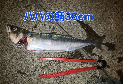 ゴマサバの釣果
