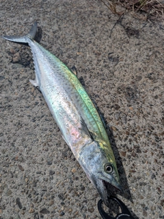 サゴシの釣果