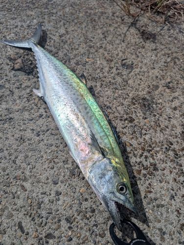サゴシの釣果