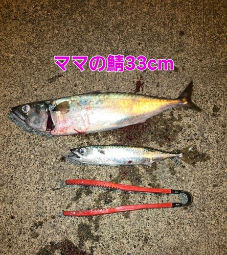 ゴマサバの釣果