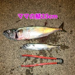 ゴマサバ