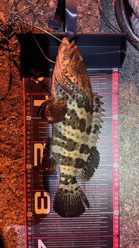 チャイロマルハタの釣果