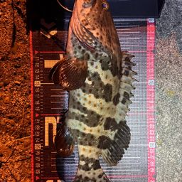 チャイロマルハタ