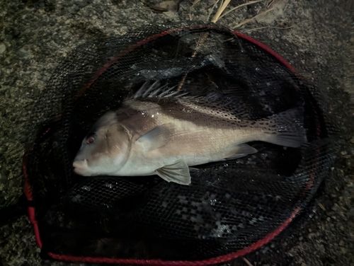コショウダイの釣果