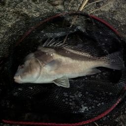 コショウダイ