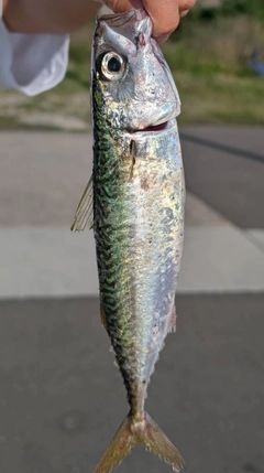 サバの釣果