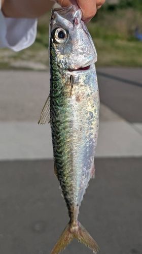 サバの釣果