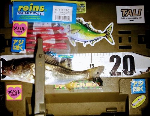 シーバスの釣果