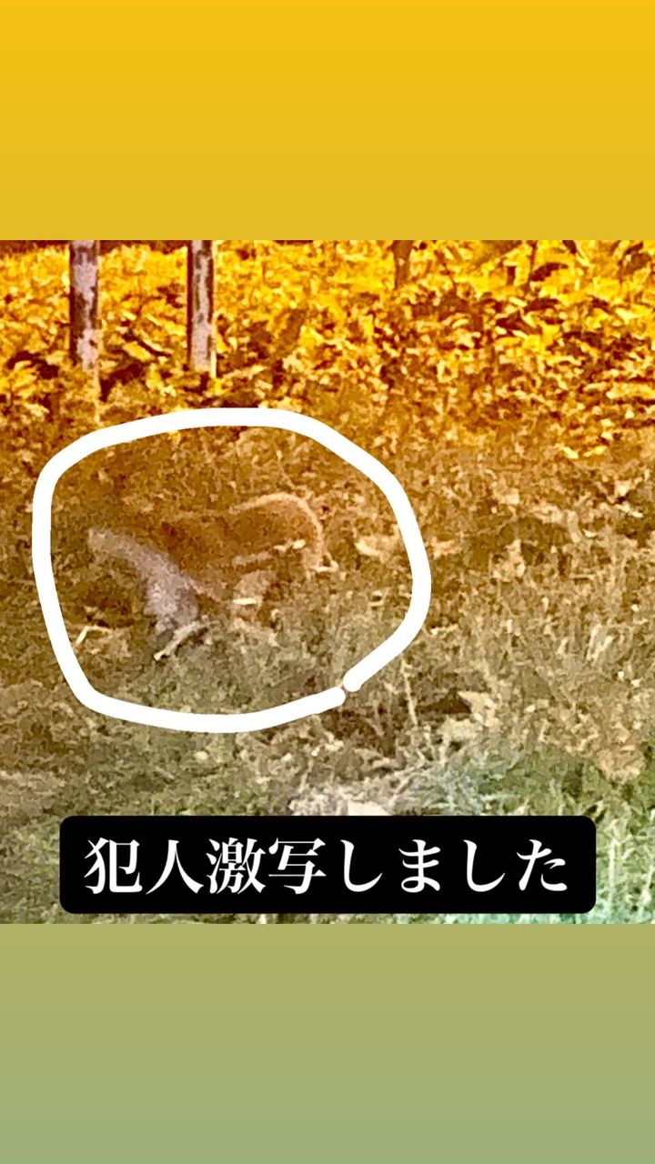 アキアジ