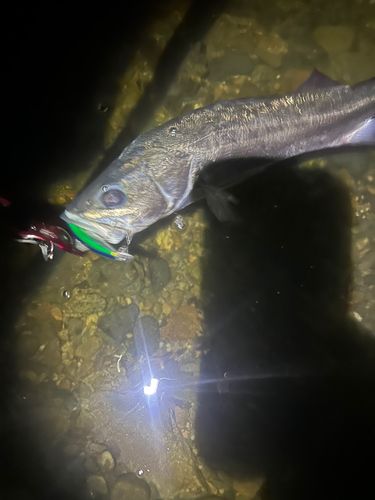 マルスズキの釣果