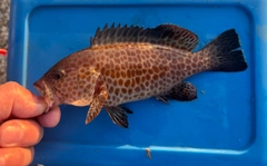 オオモンハタの釣果