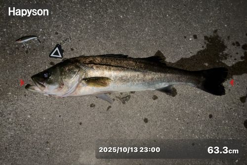 シーバスの釣果