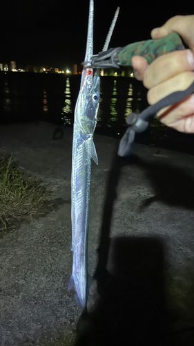 ダツの釣果