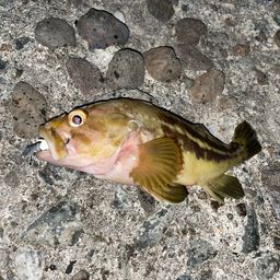 シマゾイ
