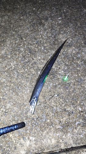 タチウオの釣果