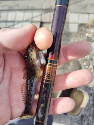 マハゼの釣果