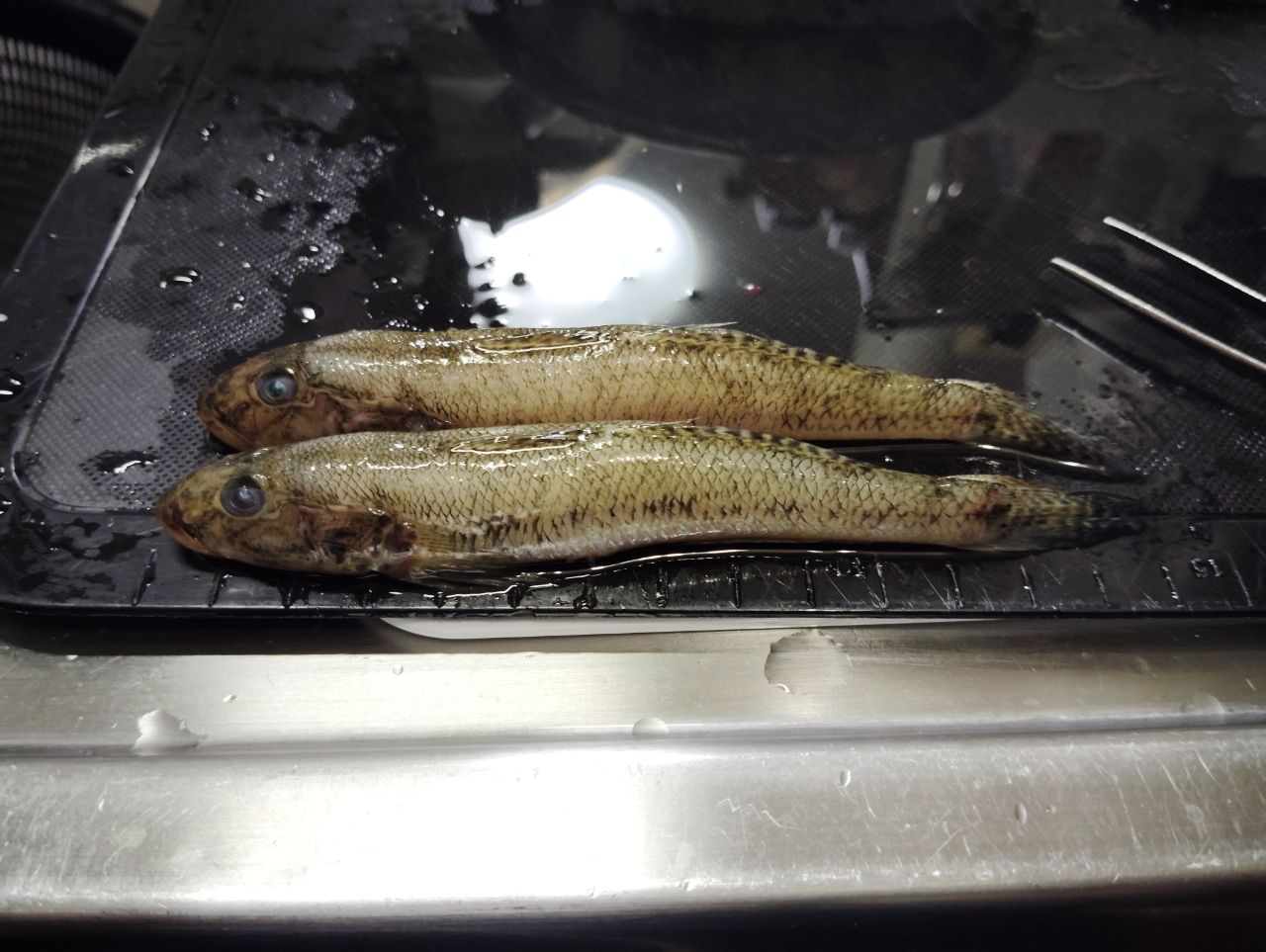 マハゼ