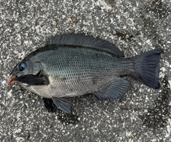 メジナの釣果