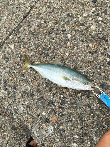 フクラギの釣果