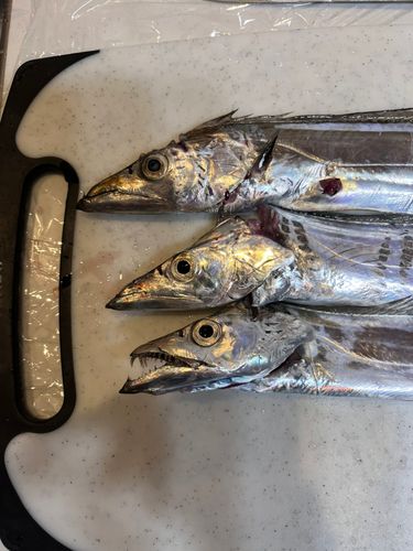 タチウオの釣果