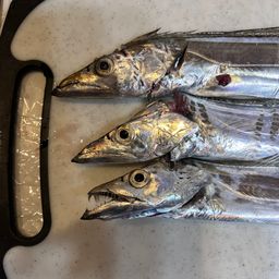 タチウオ