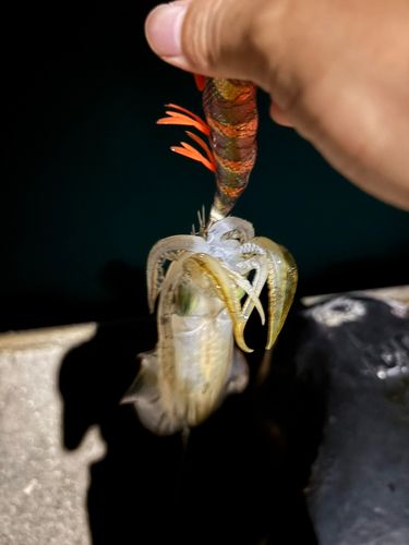 長崎湾