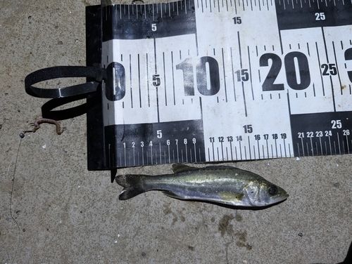シーバスの釣果