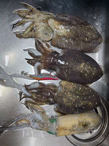 コウイカの釣果