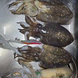 コウイカ