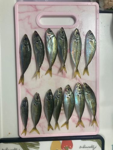 三陸海岸（岩手）