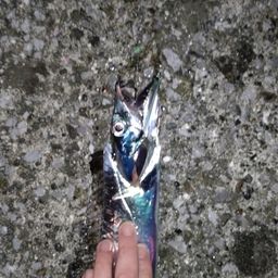 タチウオ