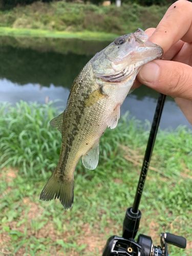 ブラックバスの釣果