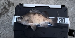 シロメバルの釣果