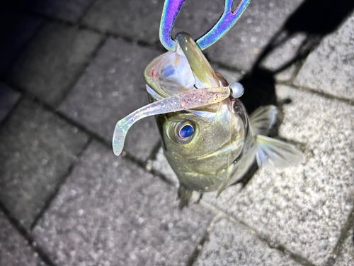 若狭湾
