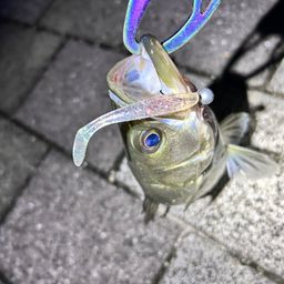 シーバス