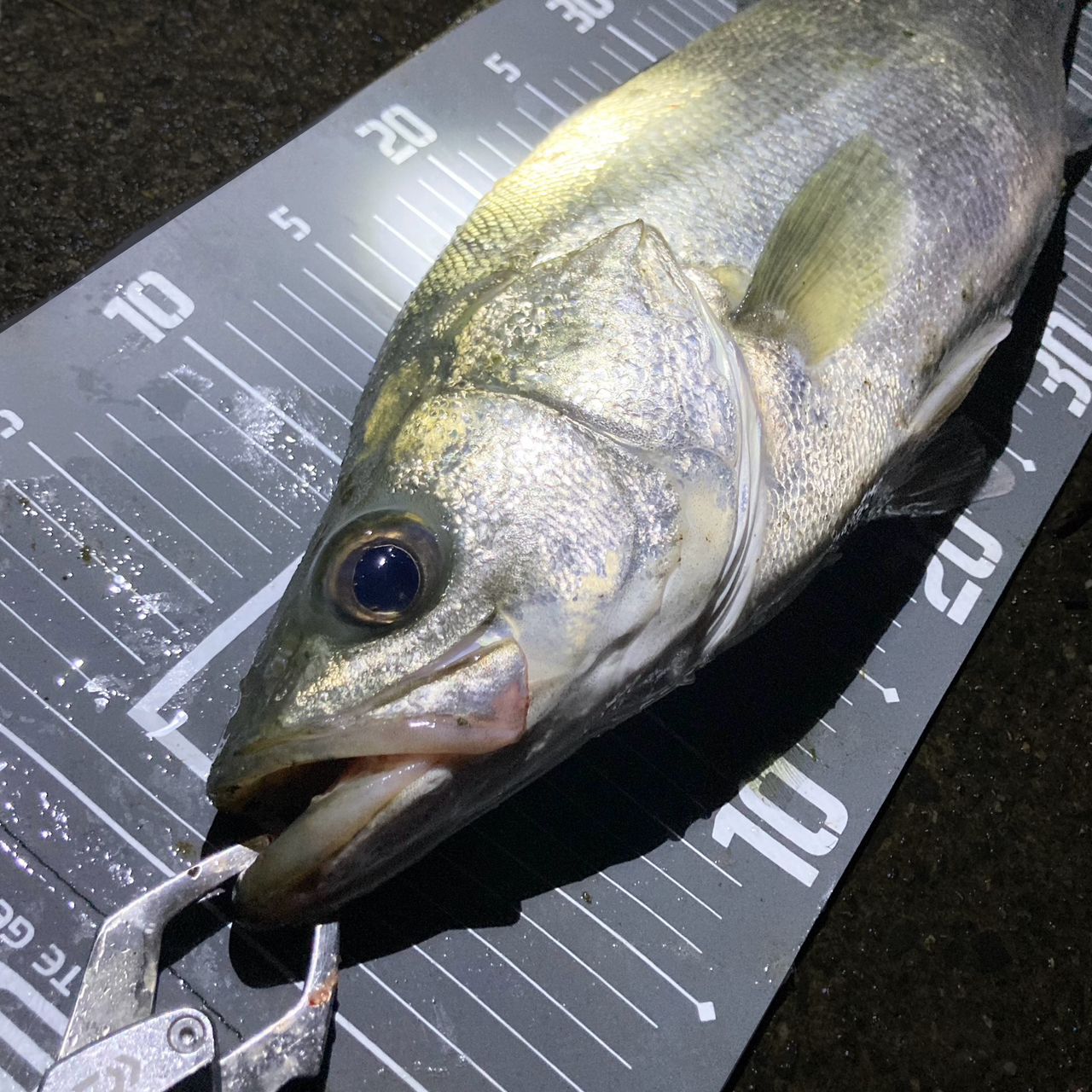 【美品】シマノ 20ルナミス S96M SHIMANO 20ルナミス S96MLの最安値・インプレ・釣果 | 本音の