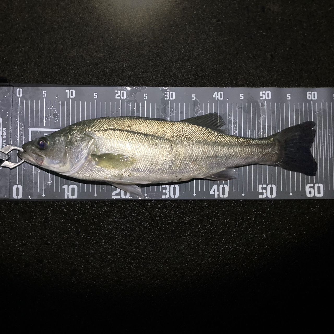 SHIMANO 20ルナミス S96Mの最安値・インプレ・釣果 | 本音の