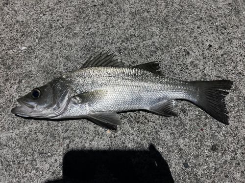 セイゴ（ヒラスズキ）の釣果