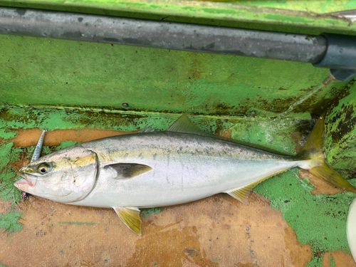 ワラサの釣果