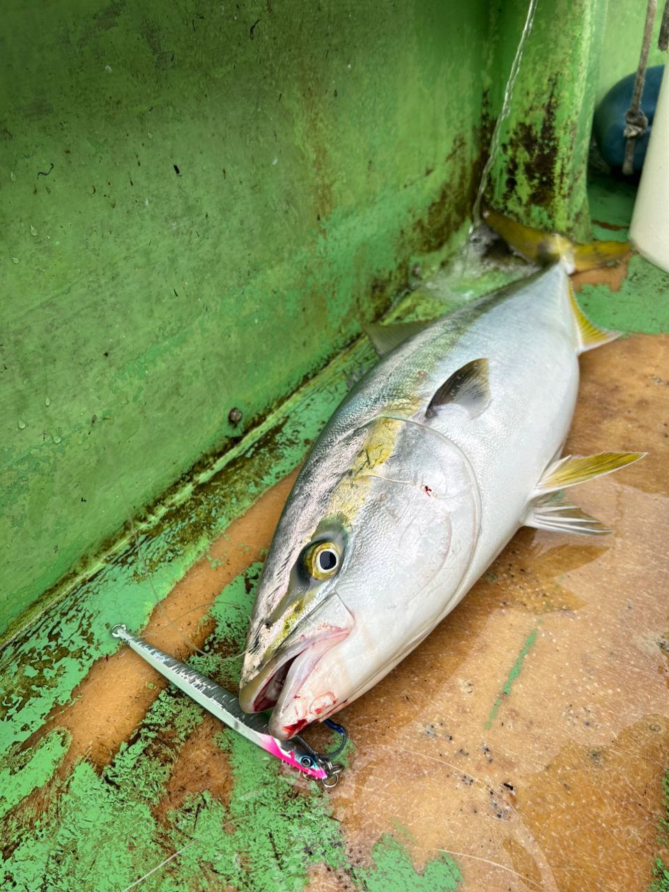 OJ0702さんの釣果 2枚目の画像