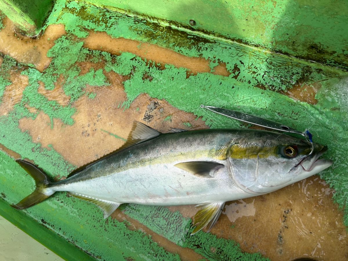 OJ0702さんの釣果 3枚目の画像