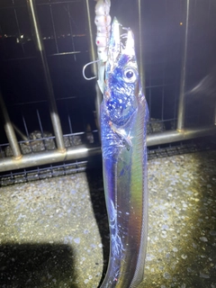 タチウオの釣果