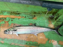 サワラの釣果