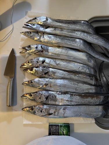 タチウオの釣果